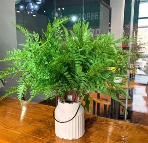 蕨類植物風水|蕨類植物風水：讓家中綠意盎然，聚財招運的秘訣 – 植物盆栽綠寶典